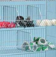 Trenngitter für Stapelkörbe, Höhe 300 mm, VE=5 Stk., verzinkt-chromatiert